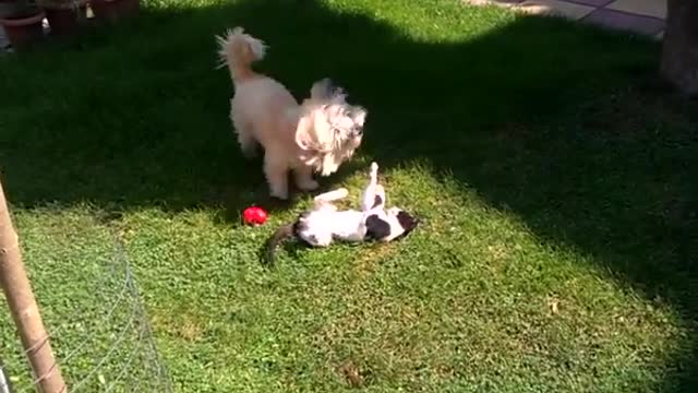 Dog And Cat play