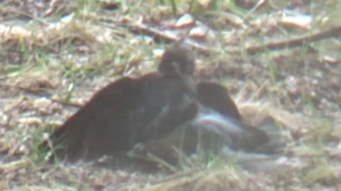 Cowbirds Fighting