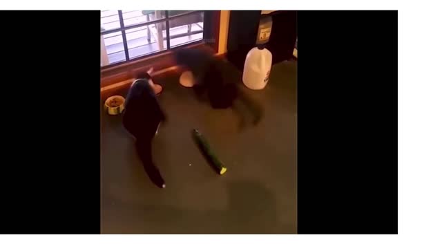 gatos curiosos