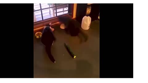 gatos curiosos