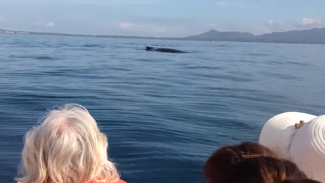 Ballenas en Puerto Vallarta México