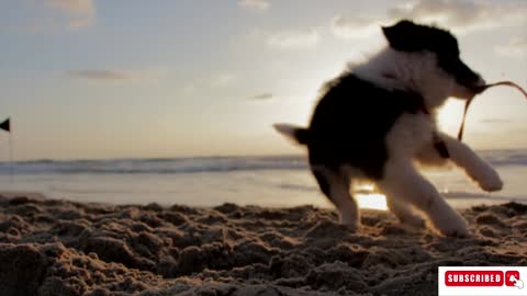 Puppy Funny Dog Playing some Fun