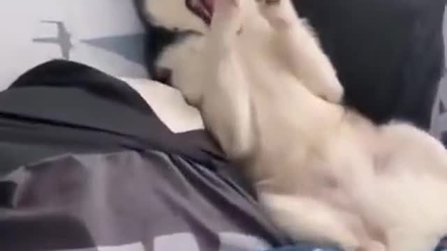 Funny Dogs 🤣 🤣 Best Funny Dog Videos 2021 #funny #dog