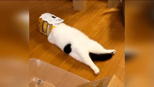 Funny cats