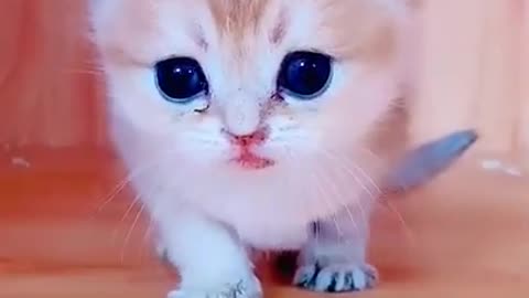 Cute pet small kitten