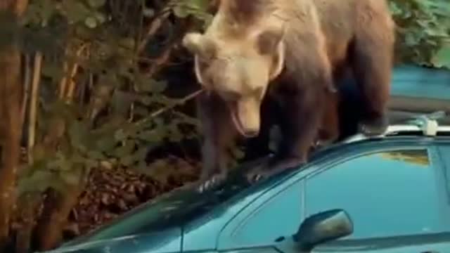 Russian Bear Shows Off His Amazing Tricks