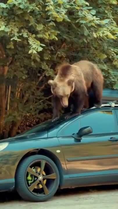 Russian Bear Shows Off His Amazing Tricks