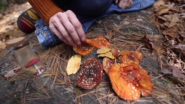 The Misunderstood Magical Mushroom - Amanita muscaria (Fly Agaric)