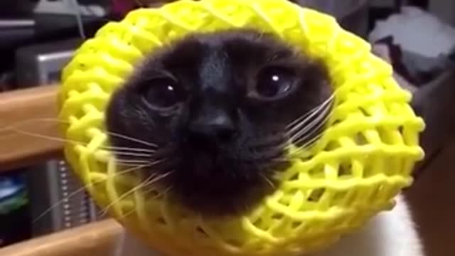 .Watch Out! VINE 2016!