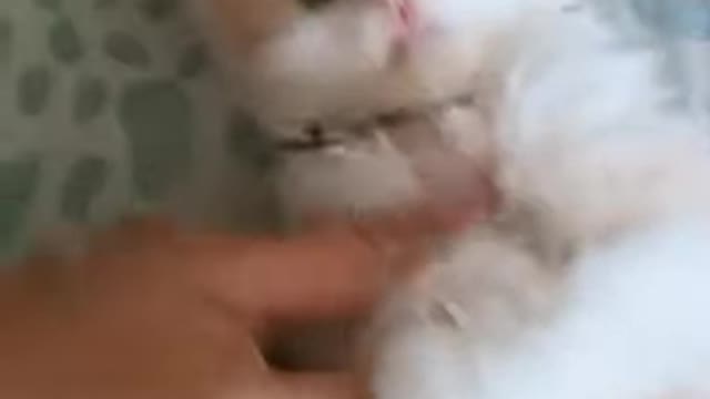 meoow status ❤💞