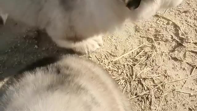 Funniest and Cutest Puppies, Funny Puppy Video 2022 Ep351