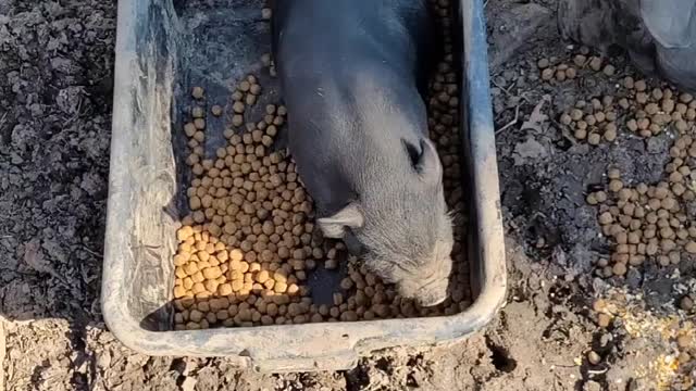 Pig's and Chickens Eating Lunch