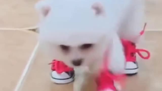 Cat is not comfortable