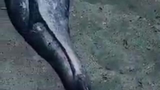 Mermaid appears in South Africa