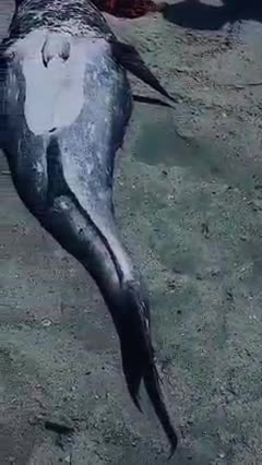 Mermaid appears in South Africa