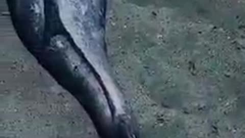 Mermaid appears in South Africa