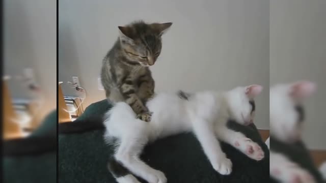 Best funniest video ever Funny Cats Enjoying Massage