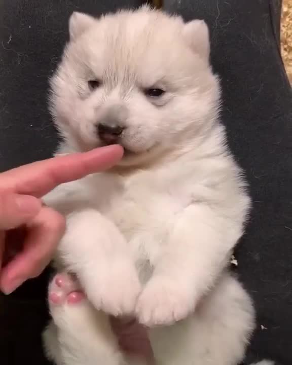 Cute Sleepy Husky Puppy