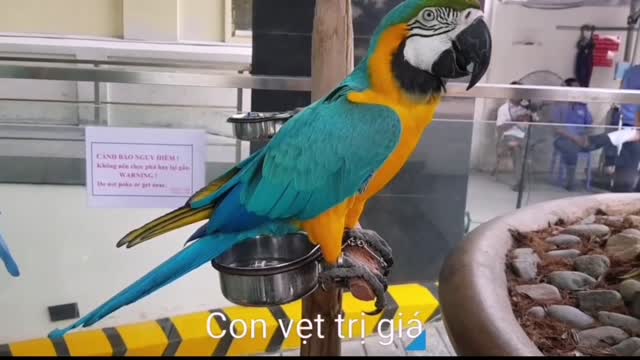 The most naughty parrot. And too cute