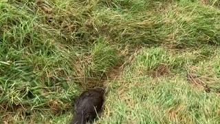 Platypus Escorted Safely To the Water in Waratah