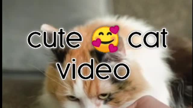 My video cute cat 😸 video