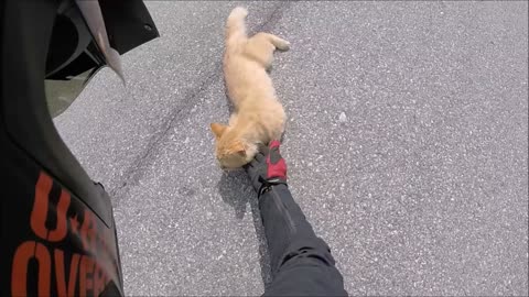 Motorcyclist Rescues Kitty on Road