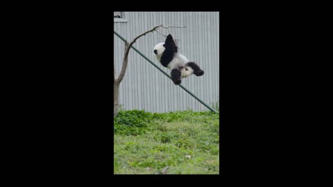 what kind of the tree--Panda