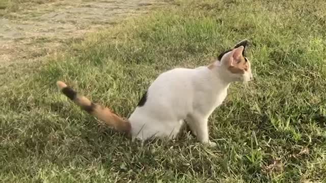 The cat is running around and playing.