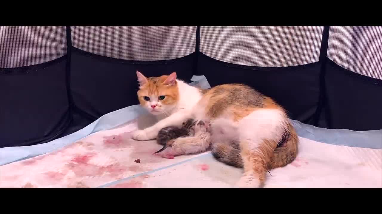 Cat gives birth to 5 different colors kittens!