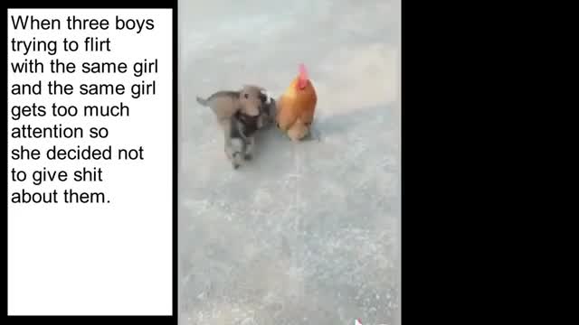 Dog and Hen funny video | dog fight hen video | funny Animal video