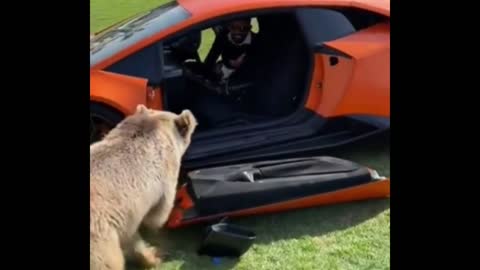 Brown bear smashes Lamborghini