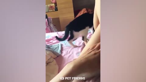 Another Funny Cat Video !