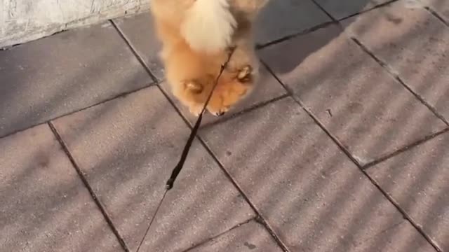 When your puppy is a gymnast puppy 😂