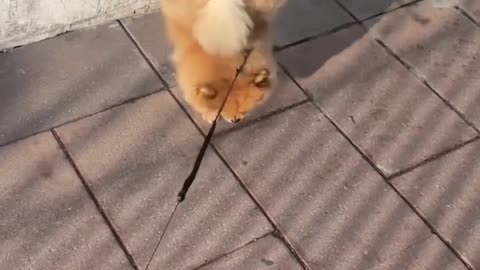 When your puppy is a gymnast puppy 😂