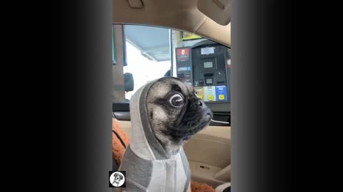 dogs funy Pug Funny Moments - Cute Dog Videos | Pets Funny