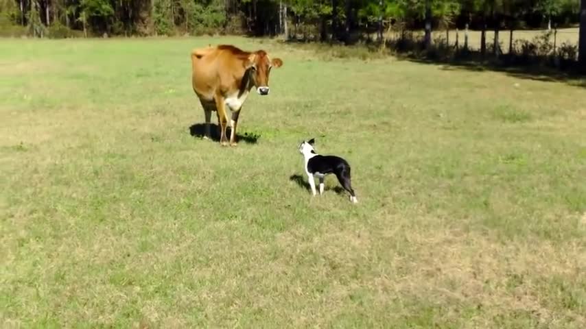 Dog 🐶 introduced to dairy Cow, unexpected playtime ensue!!