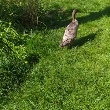 My Flora -indian runner duck 🦆, or 🐧 duck