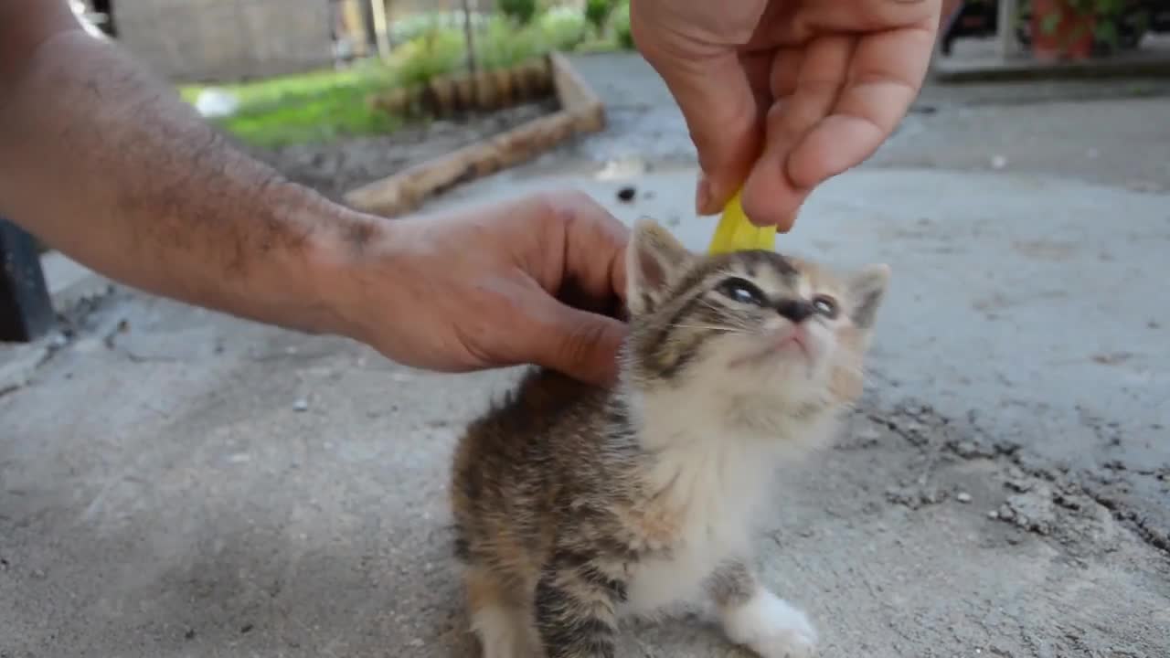 How to calm your Cat