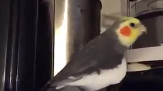 Bird's funny reactions