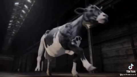 Funny cow