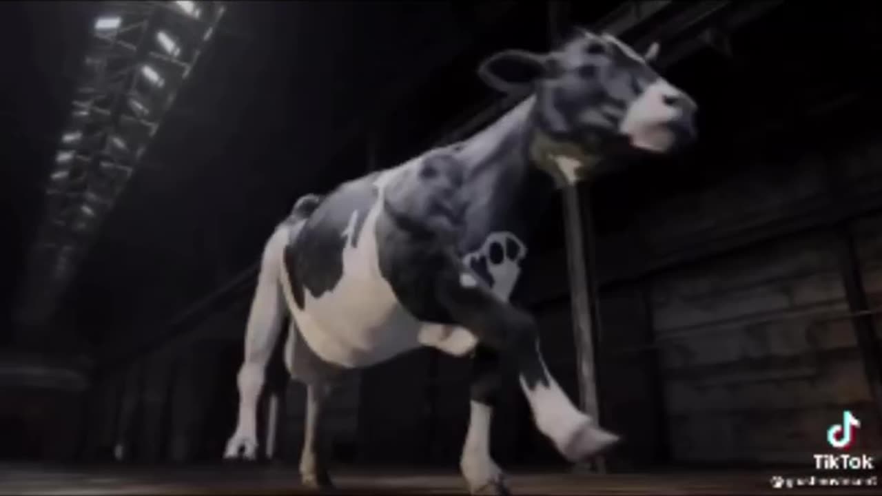 Funny cow