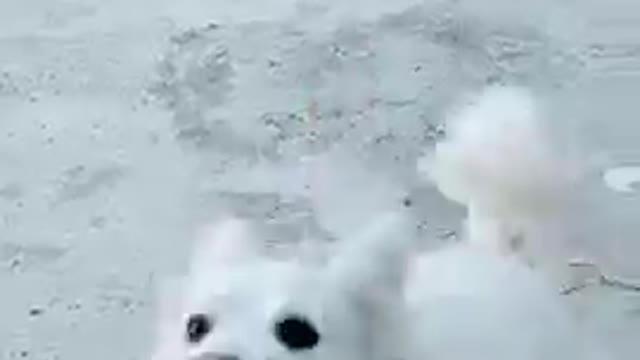 Such a cute dog!