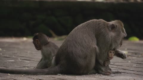 Love of a monkey mother to her child