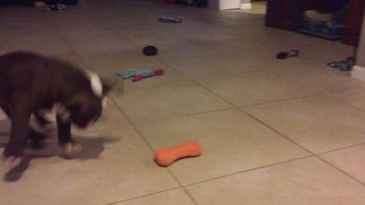 Curious puppy plays with squeaky toy for the first time
