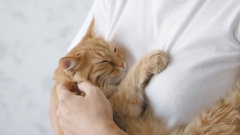 orange kitten