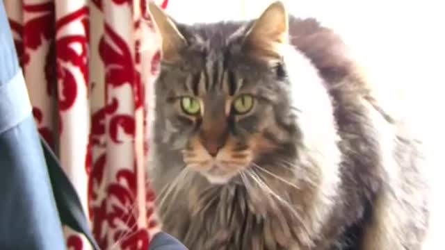 Cats , Maine Coon Cat The Gentle Giant