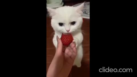 funny kitten eating viral video ever time funny