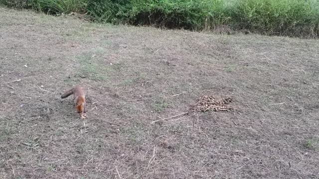 Mouse escapes death from the jaws of a fox