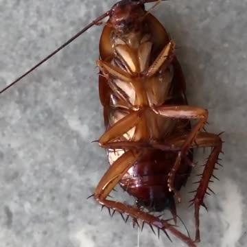 I vind this cockroach