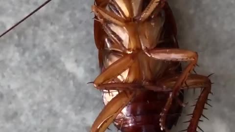 I vind this cockroach